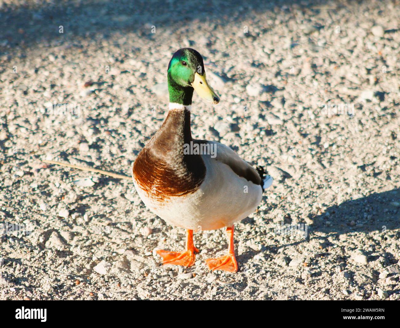 Colverts sur le rivage du fleuve Colorado à Bullhead City Az Banque D'Images