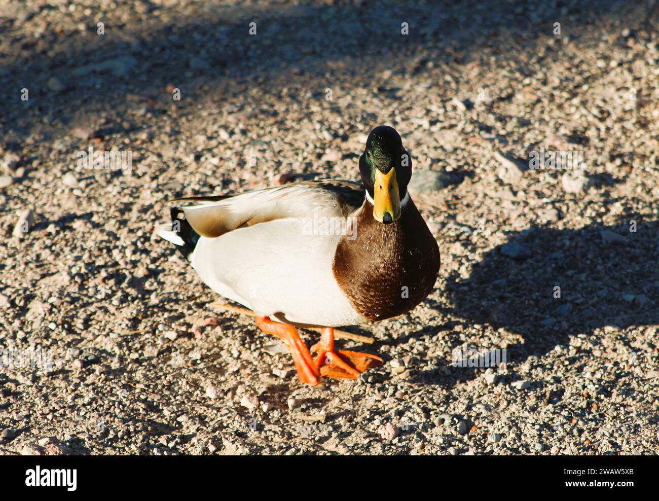 Colverts sur le rivage du fleuve Colorado à Bullhead City Az Banque D'Images