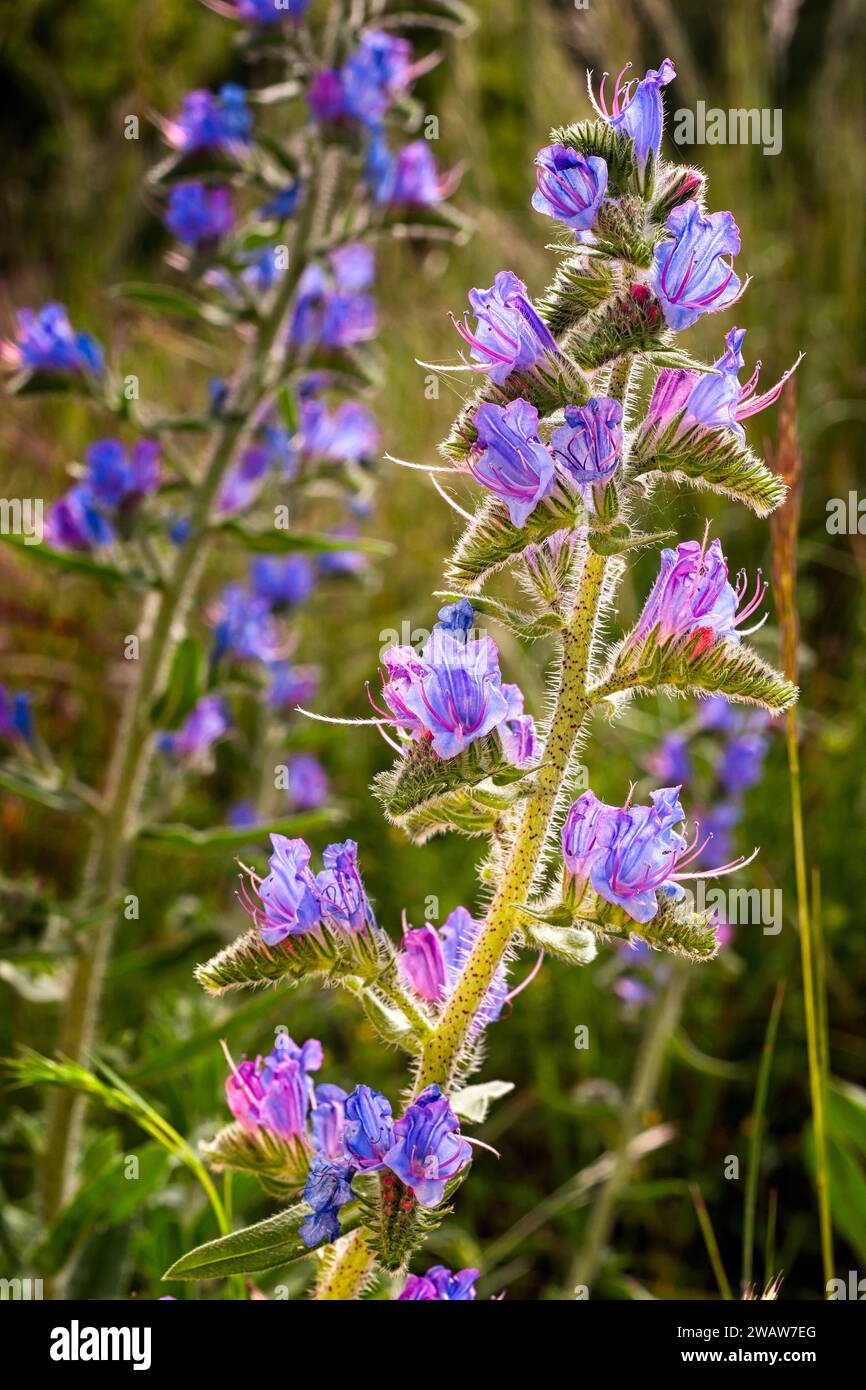 Le bugloss de Viper (Echium vulgare). plante à fleurs sauvages, herbe vivace Banque D'Images
