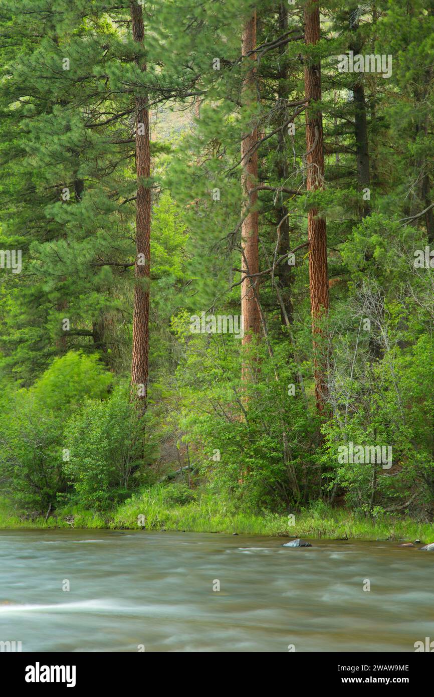 Rock Creek, Lolo National Forest, Montana Banque D'Images