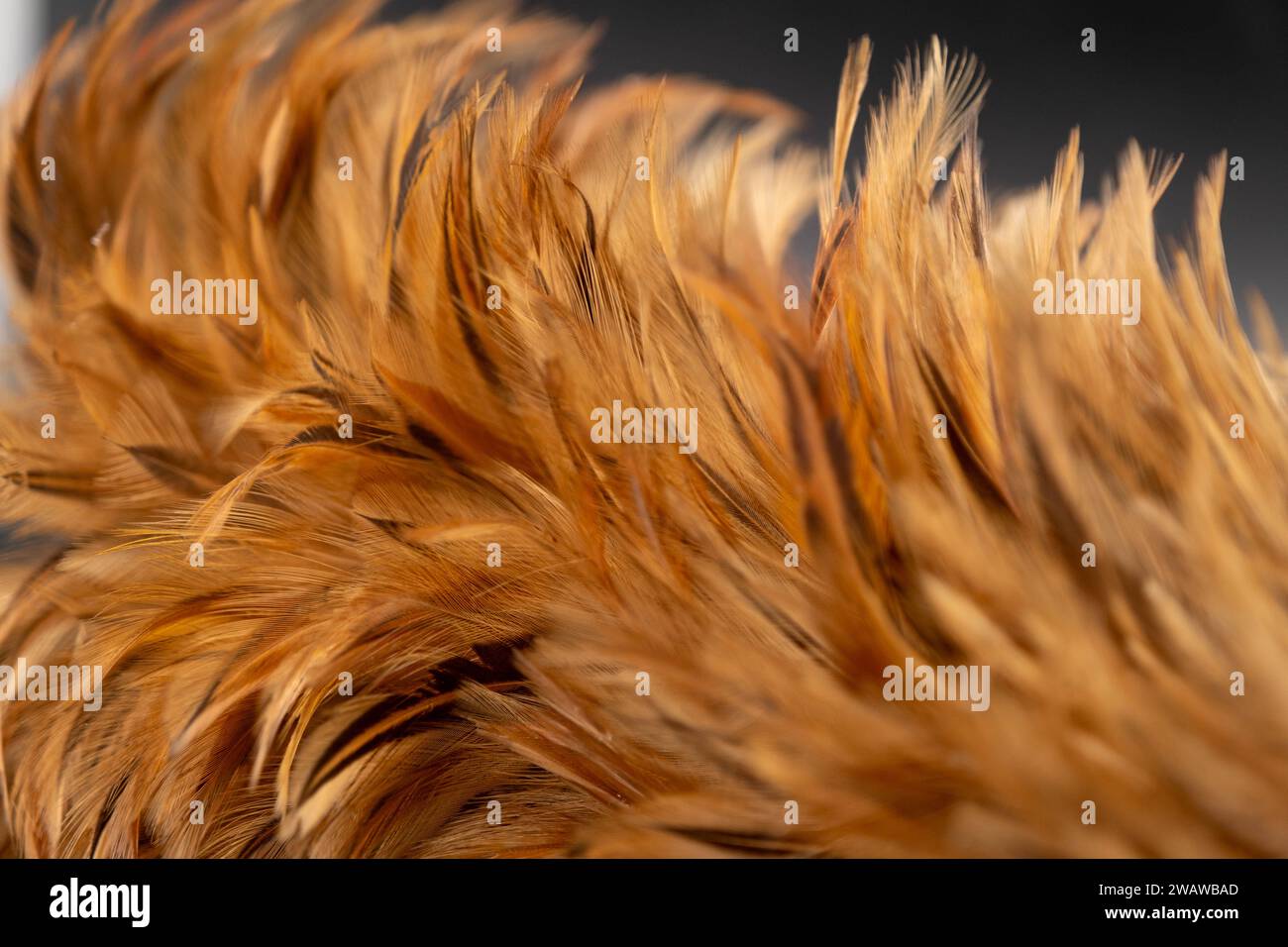 Gros plan du bâton de plumeau de poulet. Banque D'Images