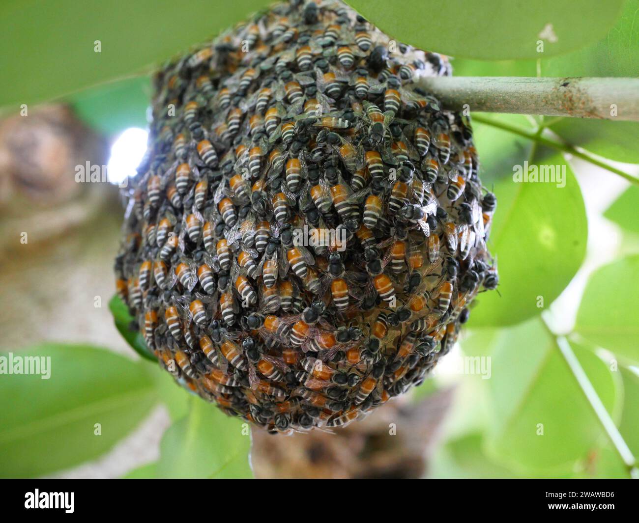 Groupe d'abeilles mellifères naines rouges sur ruche sur branche d'arbre avec des feuilles vertes en arrière-plan, participation sociale des abeilles mellifères Banque D'Images