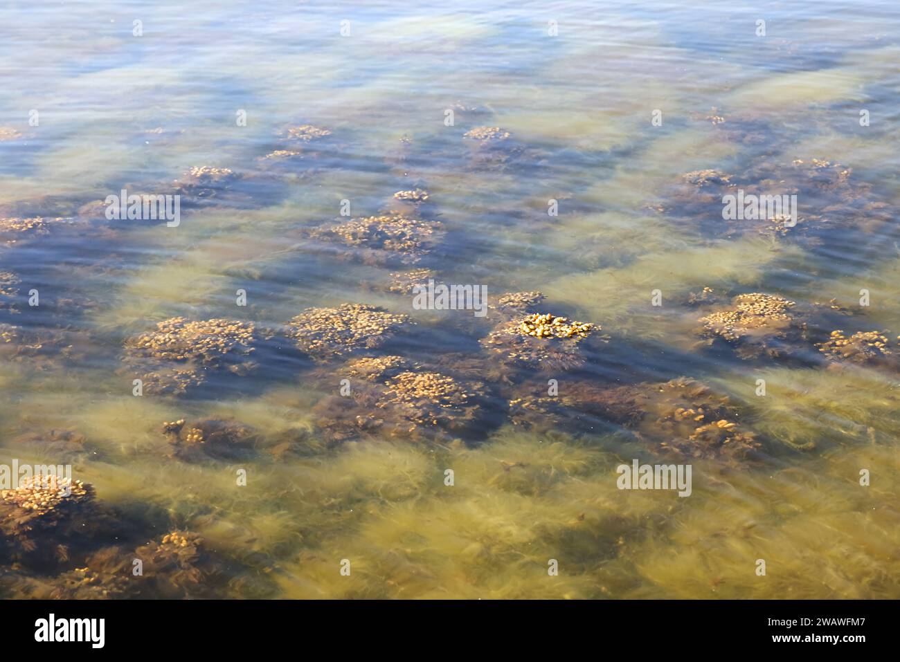 Fucus vesiculosus, connu sous les noms communs bladderwrack, rocaille et raisins de mer, et algues vertes appelées Cladophora glomerata, algues communes de Banque D'Images Fucus vesiculosus, connu sous les noms communs bladderwrack, rocaille et raisins de mer, et algues vertes appelées Cladophora glomerata, algues communes de Banque D'Images