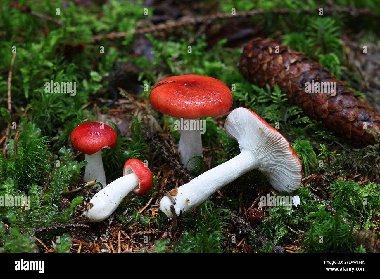 Marécage rouge brittlegill, Russula aquosa, champignon sauvage de Finlande Banque D'Images