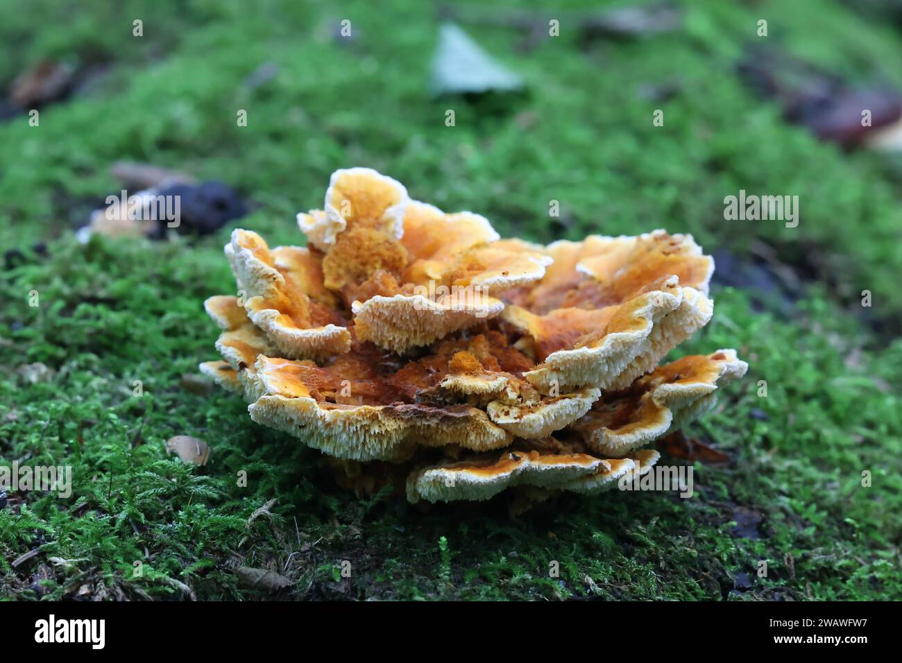 Pycnoporellus fulgens, un champignon orange qui pousse sur le bouleau en Finlande, pas de nom anglais commun Banque D'Images