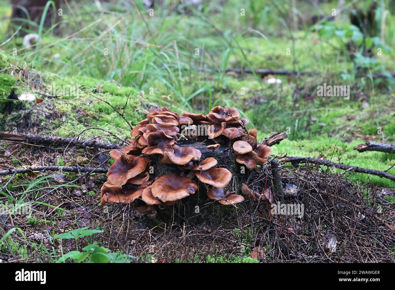 Armillaria ostoyae, également appelé Armillaria solidipes, communément appelé champignon du miel foncé, champignon sauvage de Finlande Banque D'Images