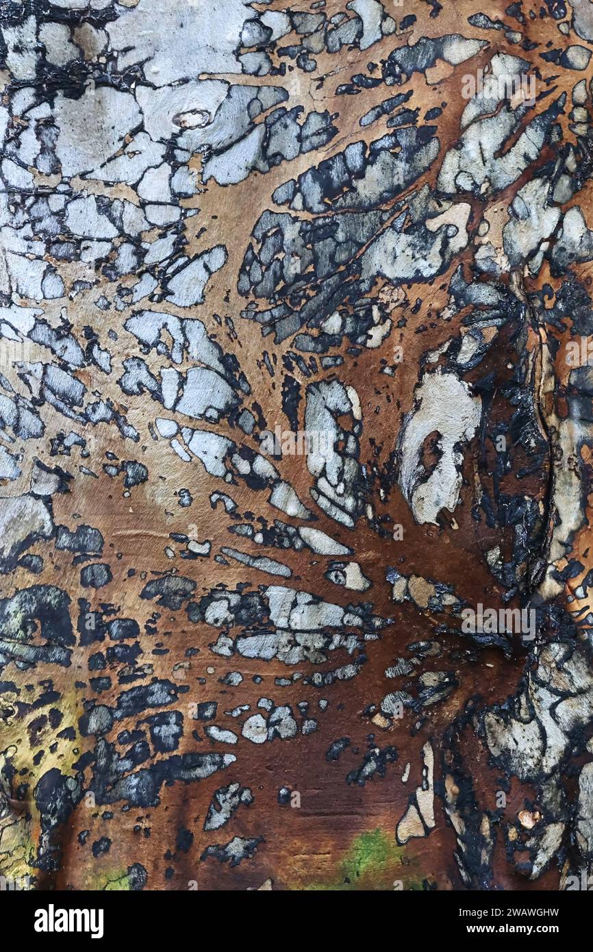 Surface en bois texturé d'une souche massive d'orme Banque D'Images