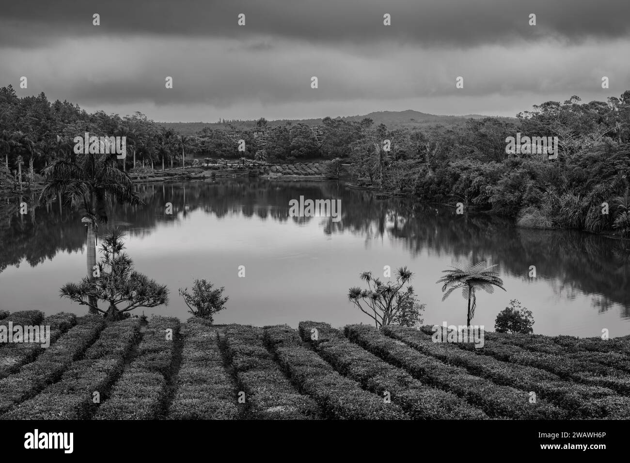 Plantation de thé et lac à Bois Cheri, Maurice en noir et blanc monochrome Banque D'Images