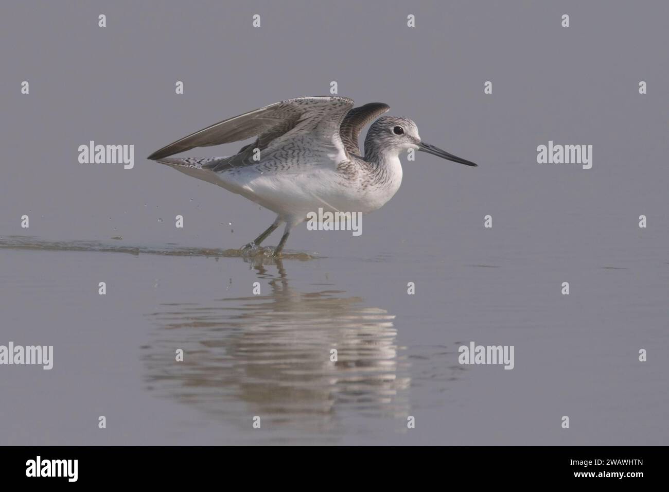 Greenshank commun (Tringa Nebularia) décollant à Little rann de kutch, Gujarat, Inde Banque D'Images