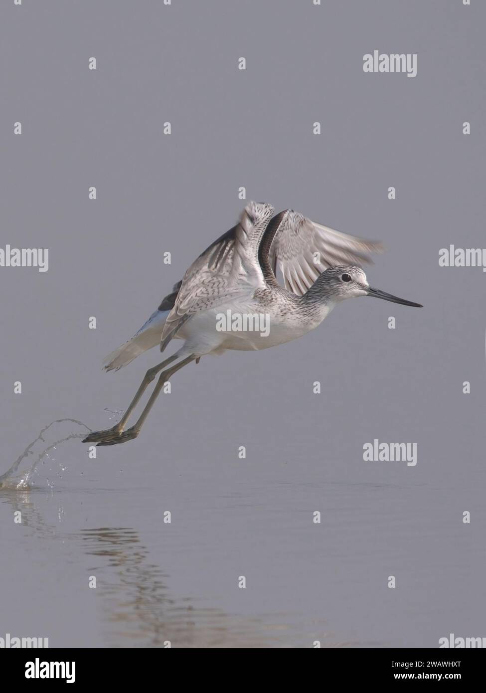 Greenshank commun (Tringa Nebularia) décollant à Little rann de kutch, Gujarat, Inde Banque D'Images