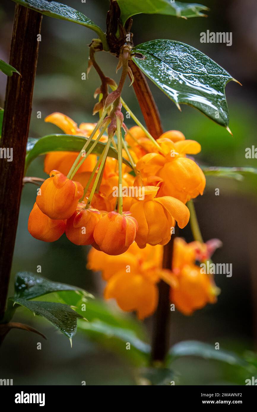 Fleurs de Barberry (berberis darwinii) de Darwin. Banque D'Images