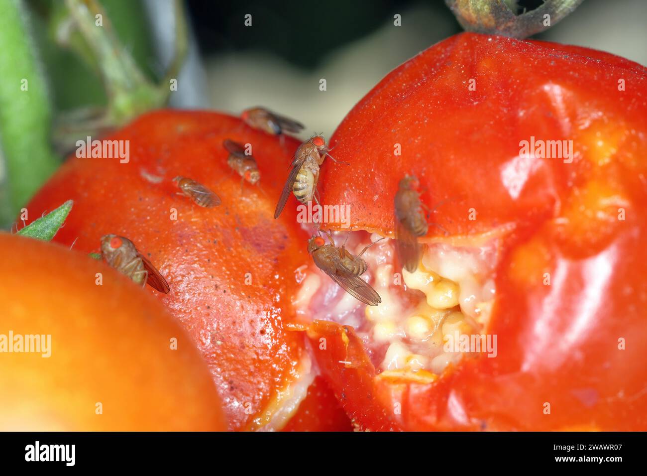 la drosophile aux cerises est également appelée drosophila à ailes tachetées (Drosophila suzukii). Ravageur économiquement important de divers fruits. Insectes sur un tom infesté Banque D'Images