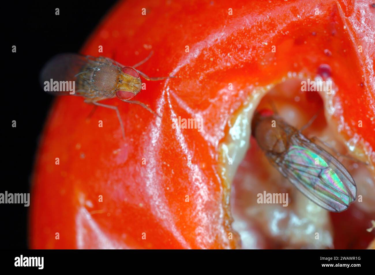 la drosophile aux cerises est également appelée drosophila à ailes tachetées (Drosophila suzukii). Ravageur économiquement important de divers fruits. Insectes sur un tom infesté Banque D'Images