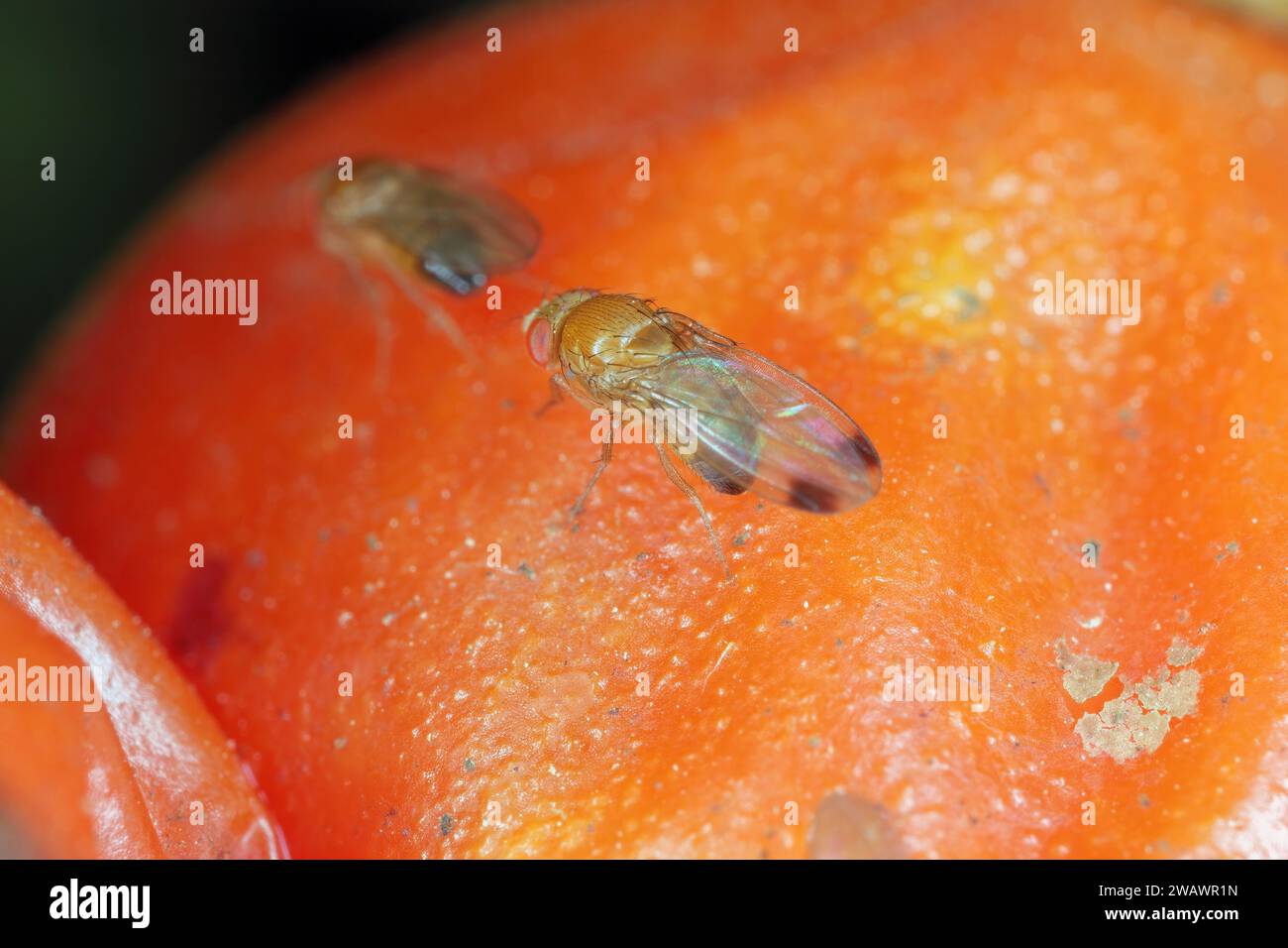 la drosophile aux cerises est également appelée drosophila à ailes tachetées (Drosophila suzukii). Ravageur économiquement important de divers fruits. Insectes sur un tom infesté Banque D'Images