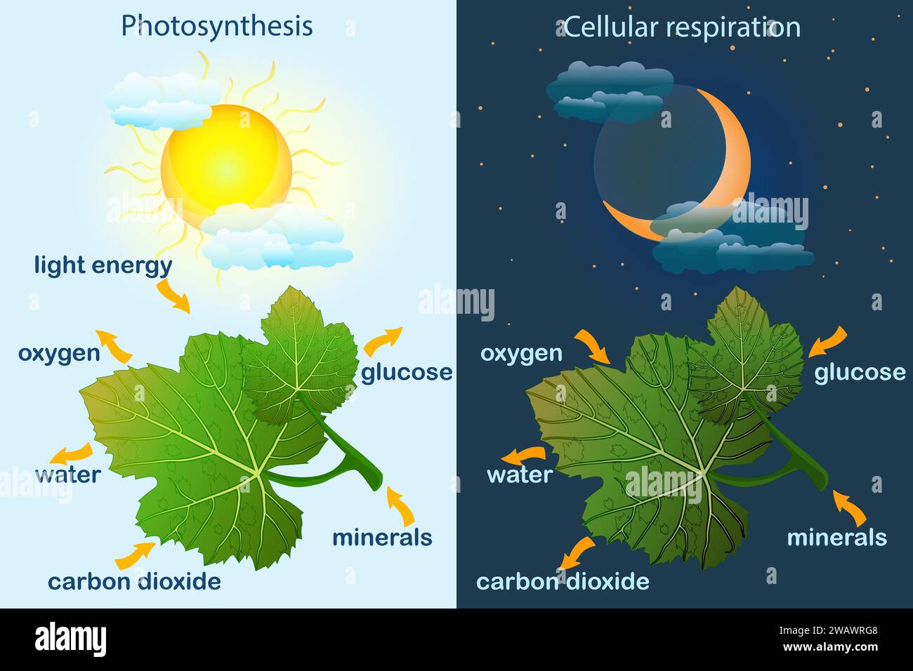 Diagramme de photosynthèse. Procédé de production d'oxygène par une plante. Processus de photosynthèse labellisé.Science Education affiche botanique.affiche du processus de photosynthèse Illustration de Vecteur