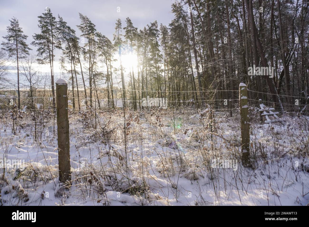 Otomin, Pologne 6 janvier 2024 des arbres dans une forêt couverte par la neige sont vus à Otomin, Pologne le 6 janvier 2024 Credit : Vadim Pacajev/Alamy Live News Banque D'Images