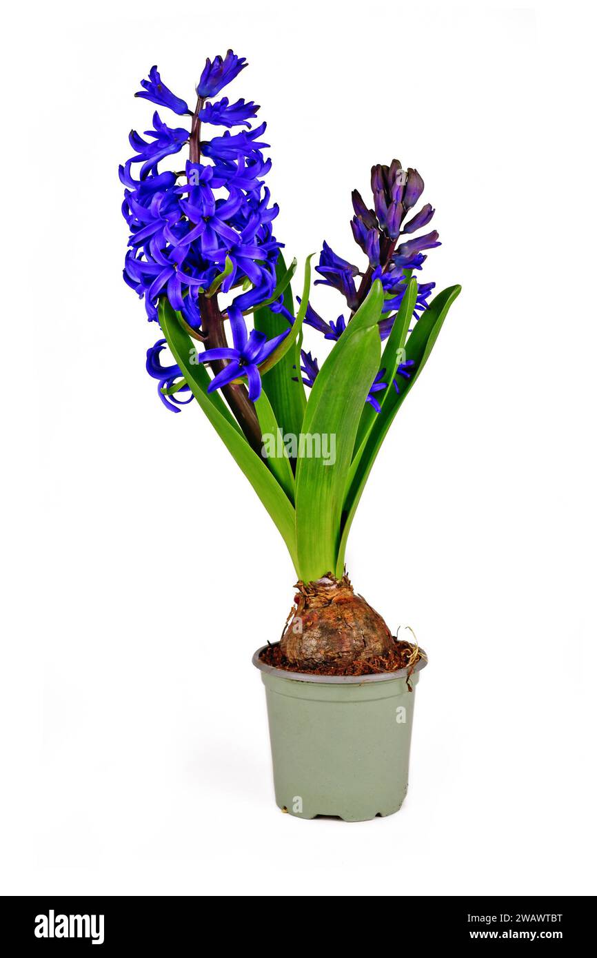 Fleur de printemps Hyacinthus bleu fleuri dans un pot de fleur sur fond blanc Banque D'Images