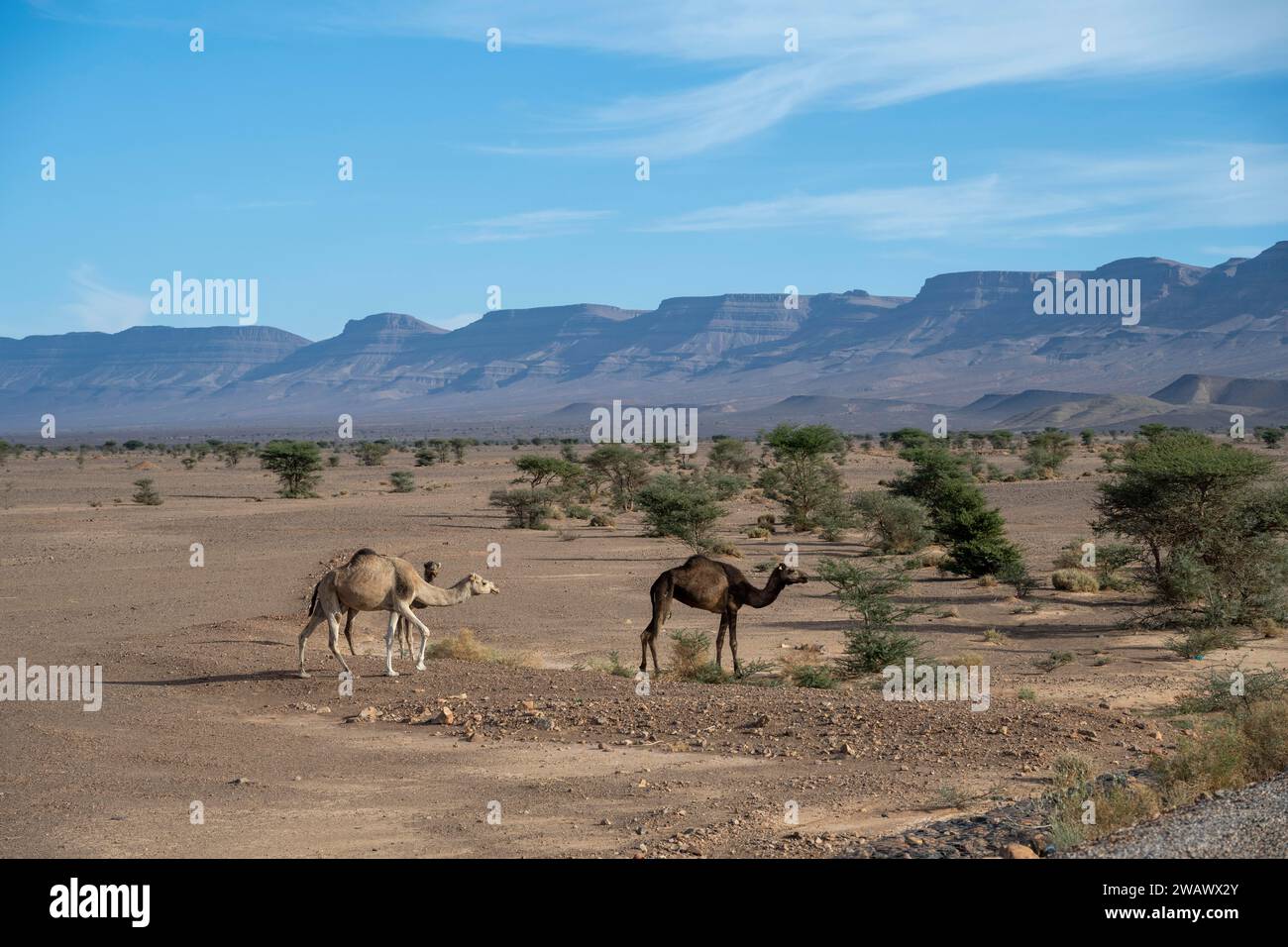 Dromadaires (Camelus dromedarius) dans un paysage désertique, Alnif, Maroc Banque D'Images