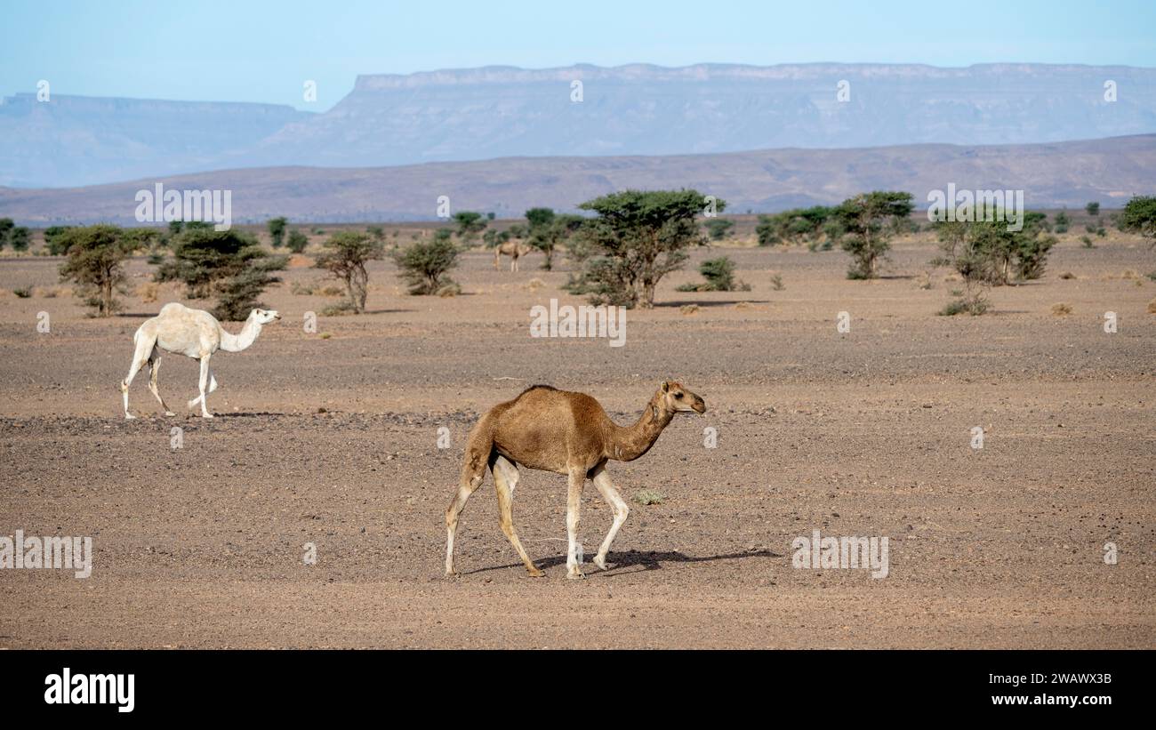 Dromadaires (Camelus dromedarius) dans un paysage désertique, Alnif, Maroc Banque D'Images