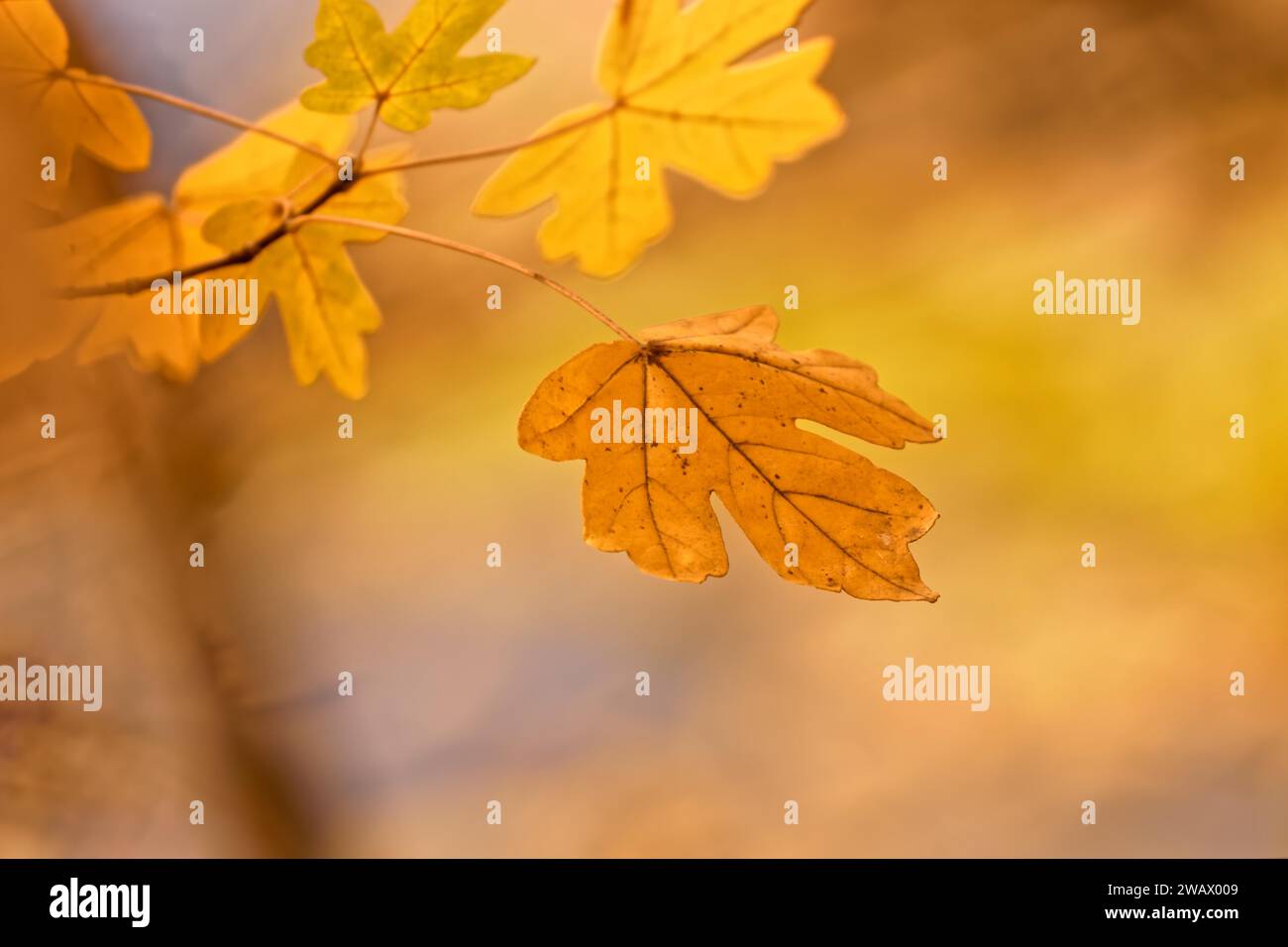 Une seule feuille d'automne encore accrochée à l'arbre, Baerensee, Stuttgart, Baden-Wuerttemberg, Allemagne Banque D'Images