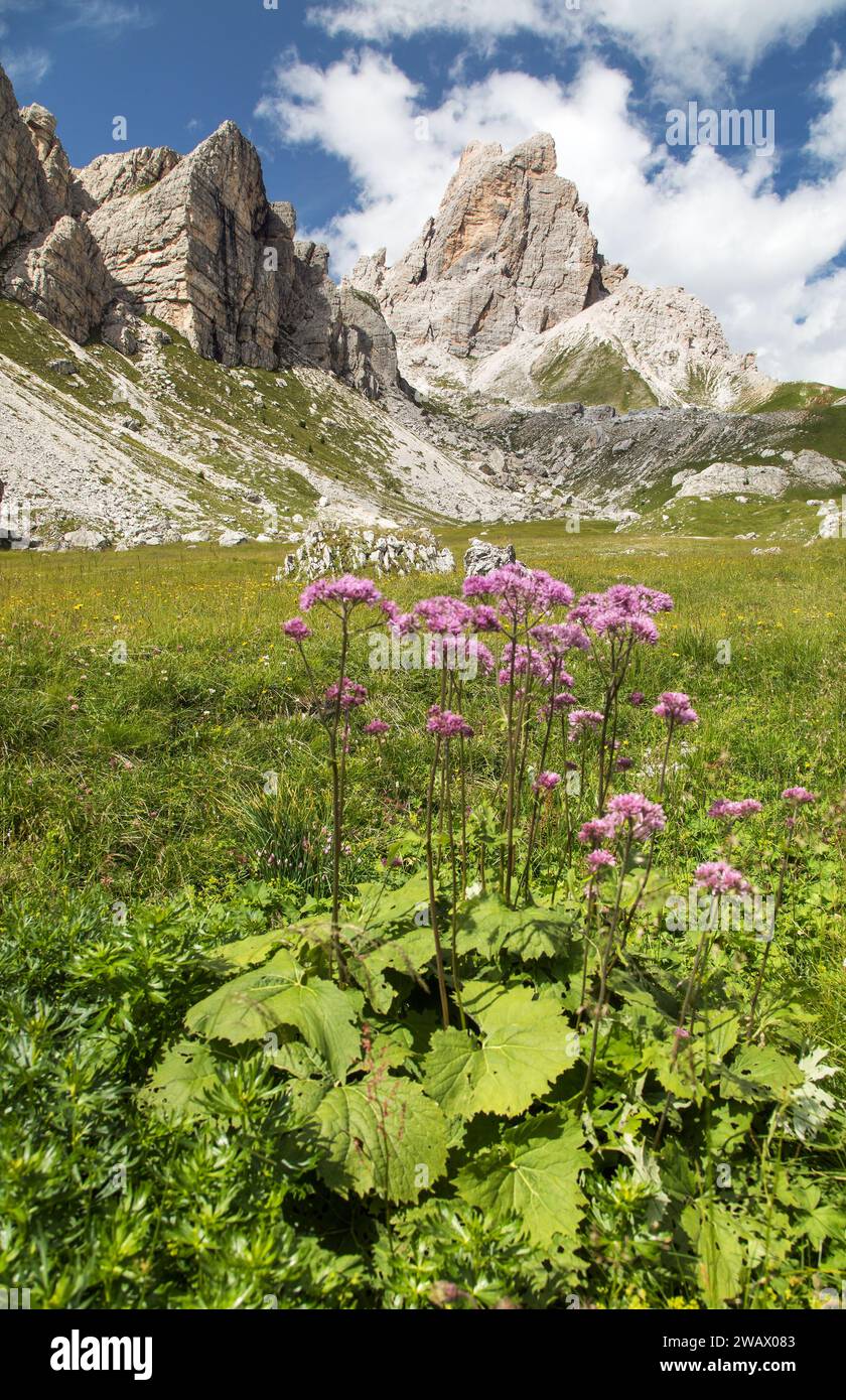 Alpes dolomites montagnes et fleurs de montagne roses ou violettes Banque D'Images