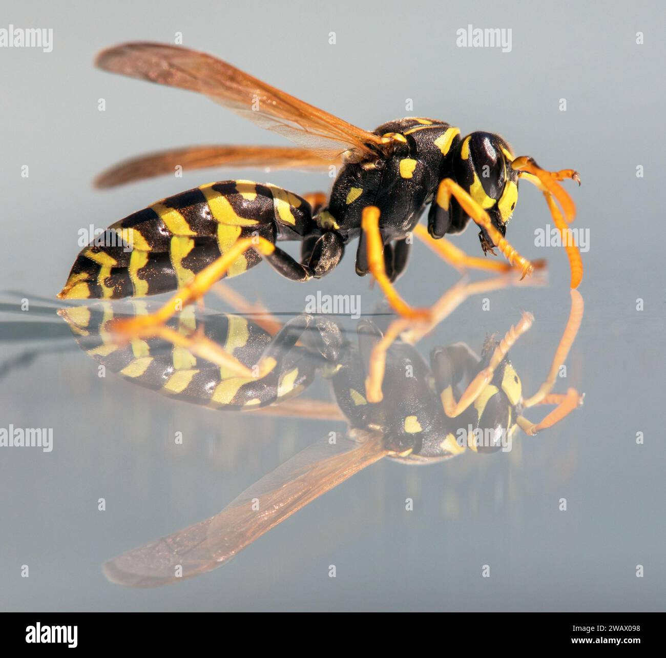 Guêpe miroir, guêpe commune européenne guêpe allemande ou veste jaune allemande isolée sur fond blanc en latin Vespula vulgaris ou Germanica Banque D'Images