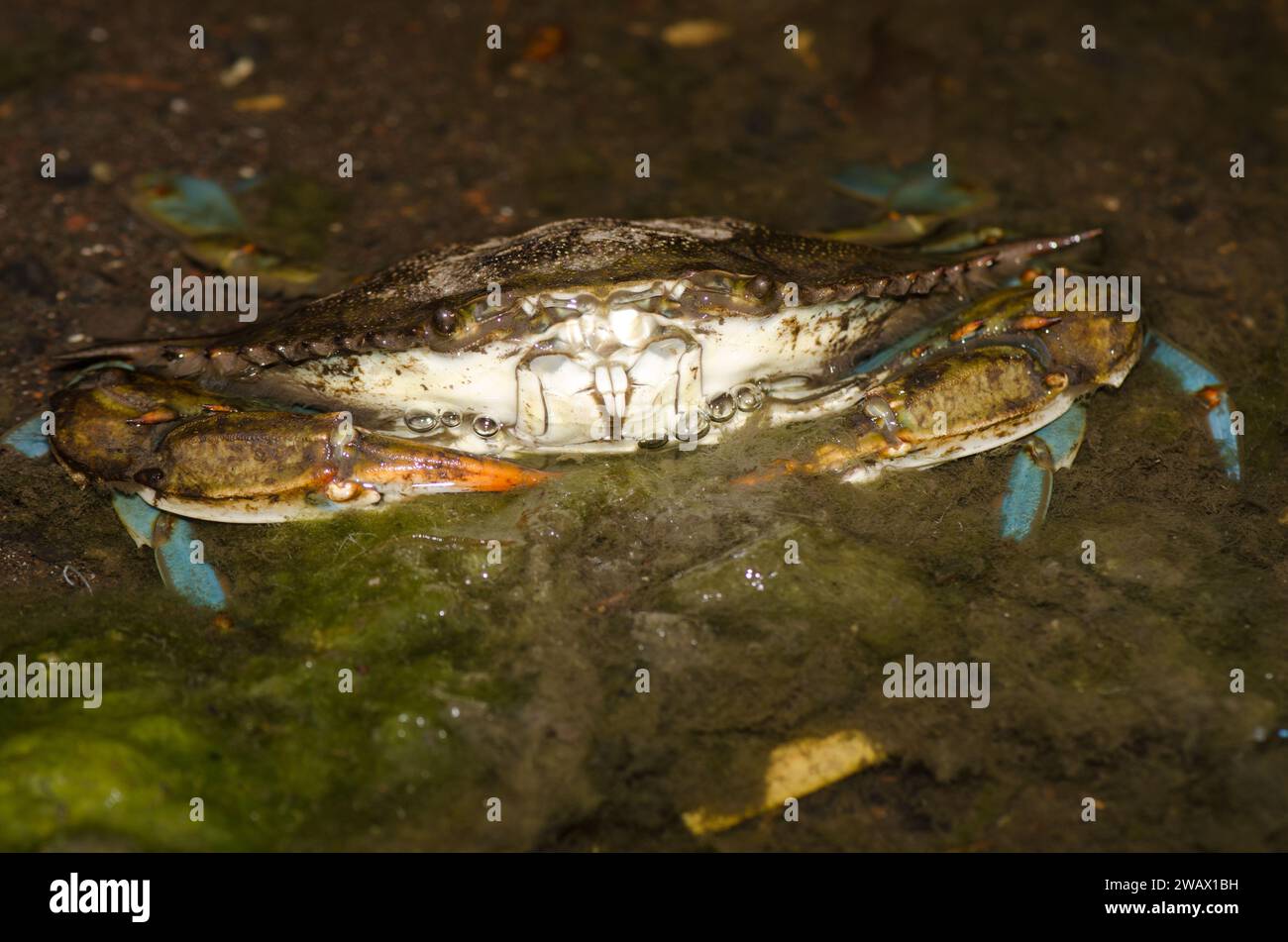 Crabe bleu Callinectes sapidus. San Sebastian de la Gomera. La Gomera. Îles Canaries. Espagne. Banque D'Images