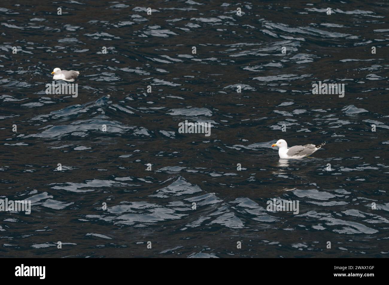 Goélands à pattes jaunes Larus michahellis atlantis. Vallehermoso. La Gomera. Îles Canaries. Espagne. Banque D'Images