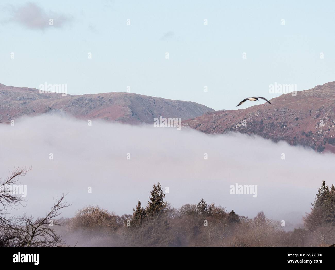 Cumbria, Royaume-Uni. 7 janvier 2024. UK Météo. Soleil brûlant la brume basse au-dessus du lac caché Windermere vu du village de Windermere le Lake District . Crédit : Gordon Shoosmith/Alamy Live News Banque D'Images