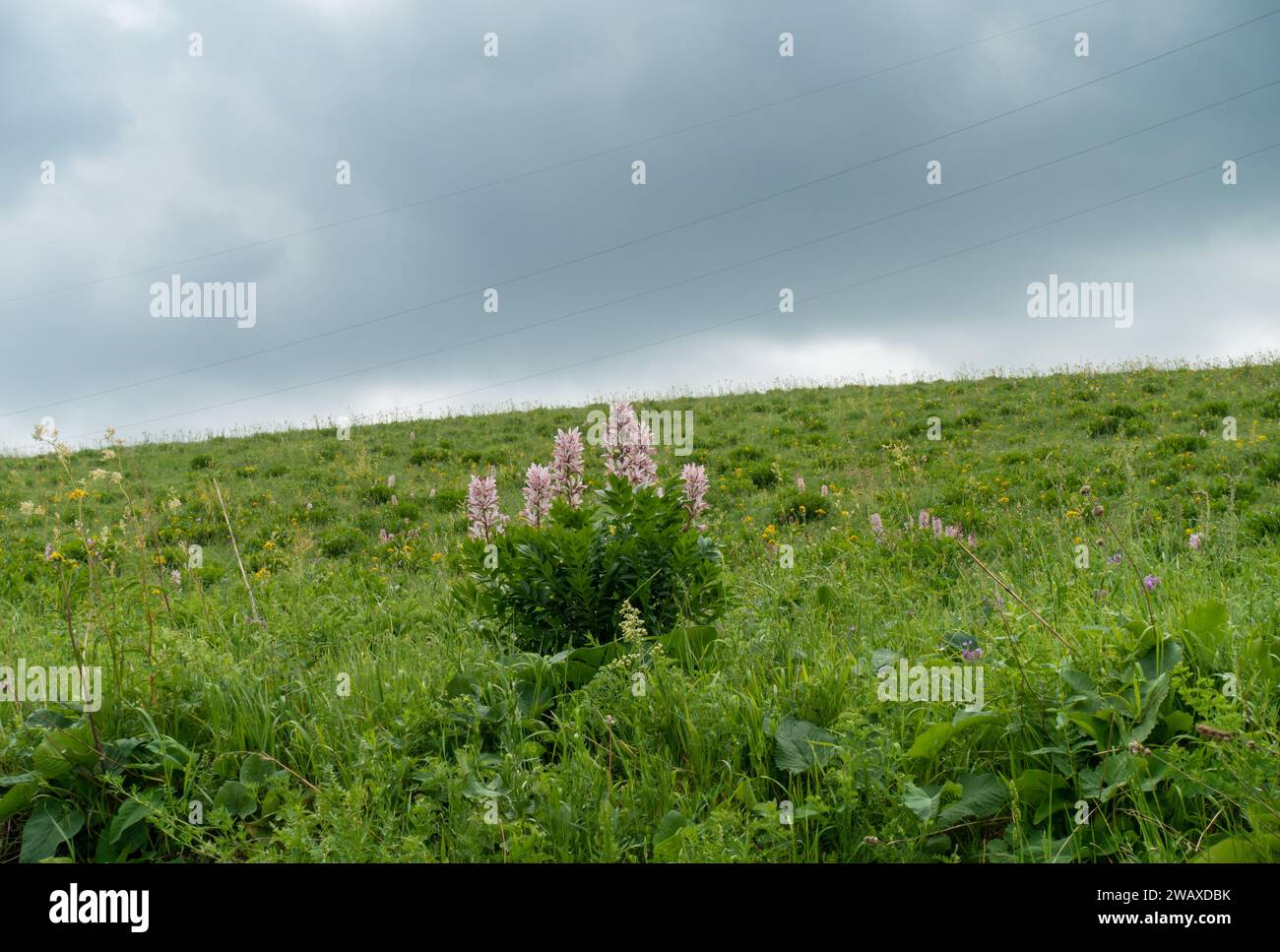 Le frêne blanc (lat. Dictamnus albus) est une espèce de plantes herbacées vivaces du genre Dictamnus de la famille des Rutaceae. Toxique Banque D'Images