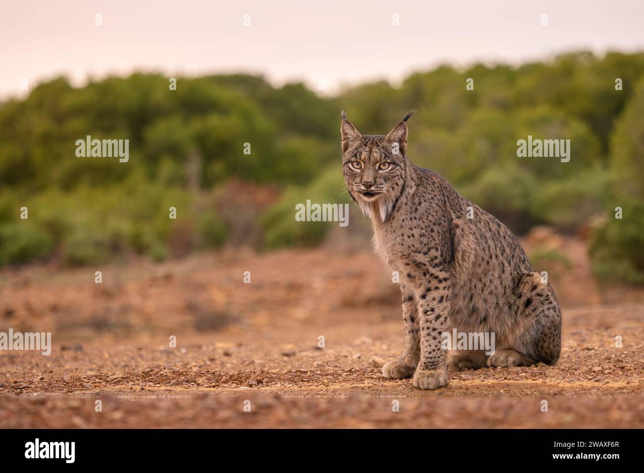 Lynx ibérique - Lynx pardinus, beau grand chat en danger critique d'extinction des forêts ibériques et des bois, Andalousie, Espagne. Banque D'Images