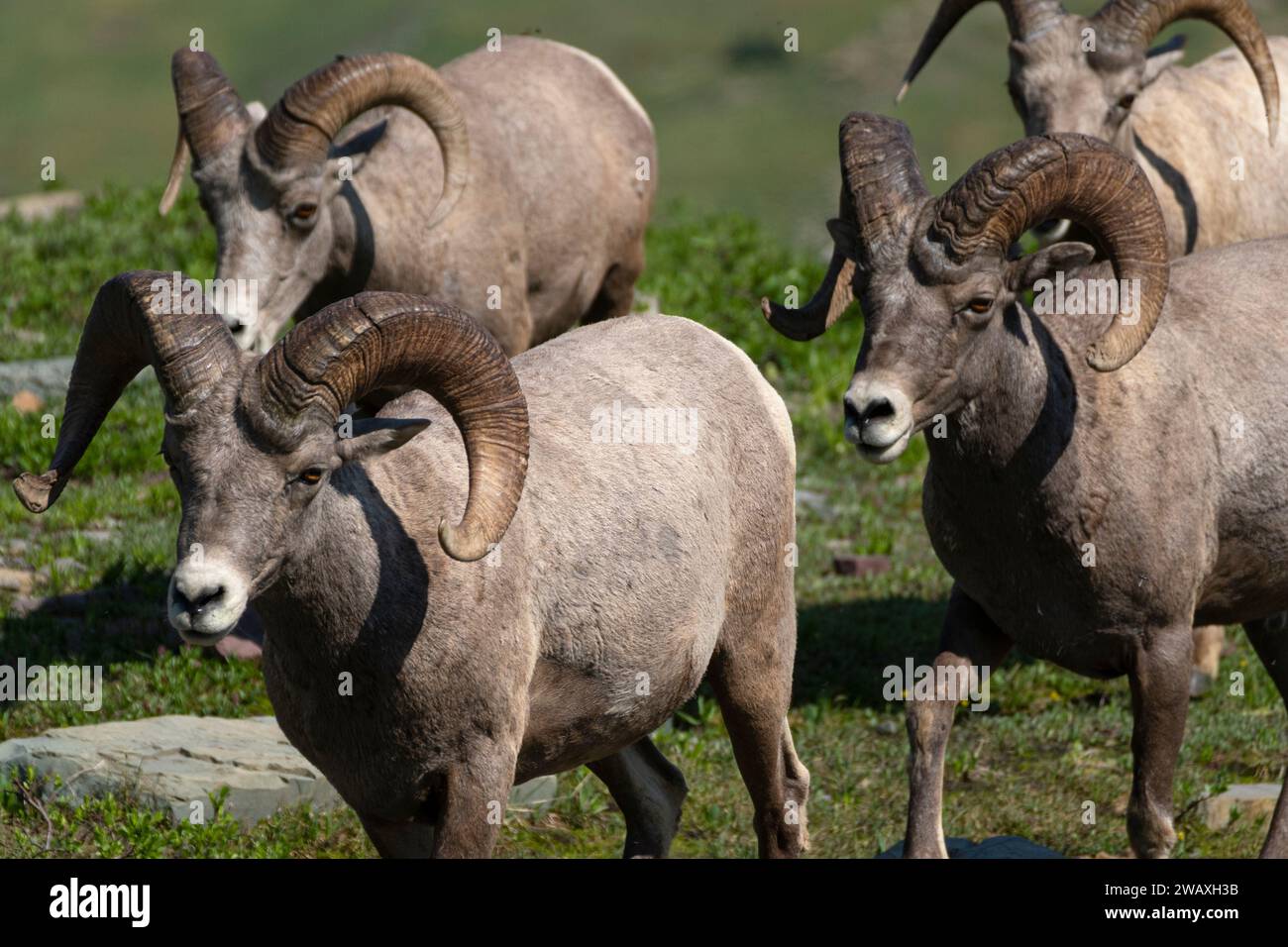 Mouton bighorn des montagnes Rocheuses, Logan Pass, Glacier NP, Montana Banque D'Images