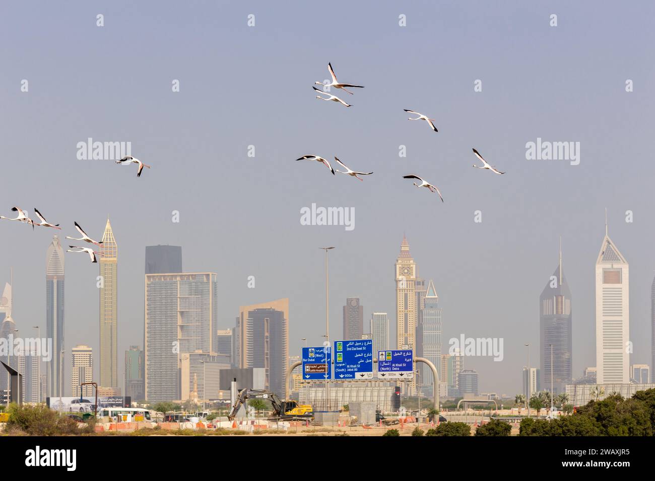 Dubaï, Émirats arabes Unis, 18.09.22. Troupeau de Flamingos (Phoenicopterus roseus) dans le sanctuaire de faune sauvage de Ras Al Khor à Dubaï, survolant la ville. Banque D'Images