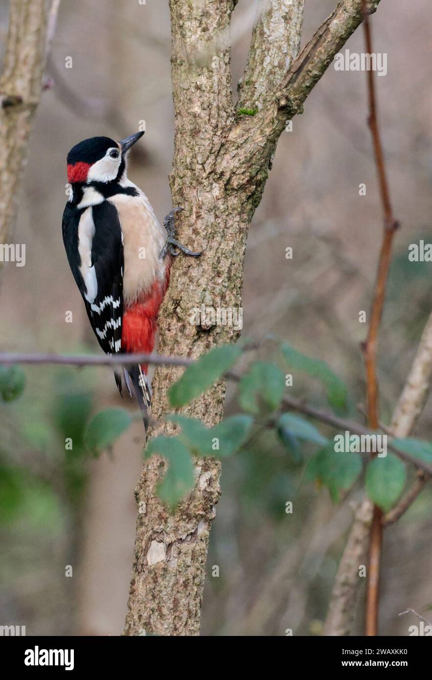 Grand pic tacheté Dendrocopus Major, plumage noir taches blanches sur les ailes et le visage avec dessous de la queue rouge et oiseau mâle nuque, dessous blanc cassé Banque D'Images