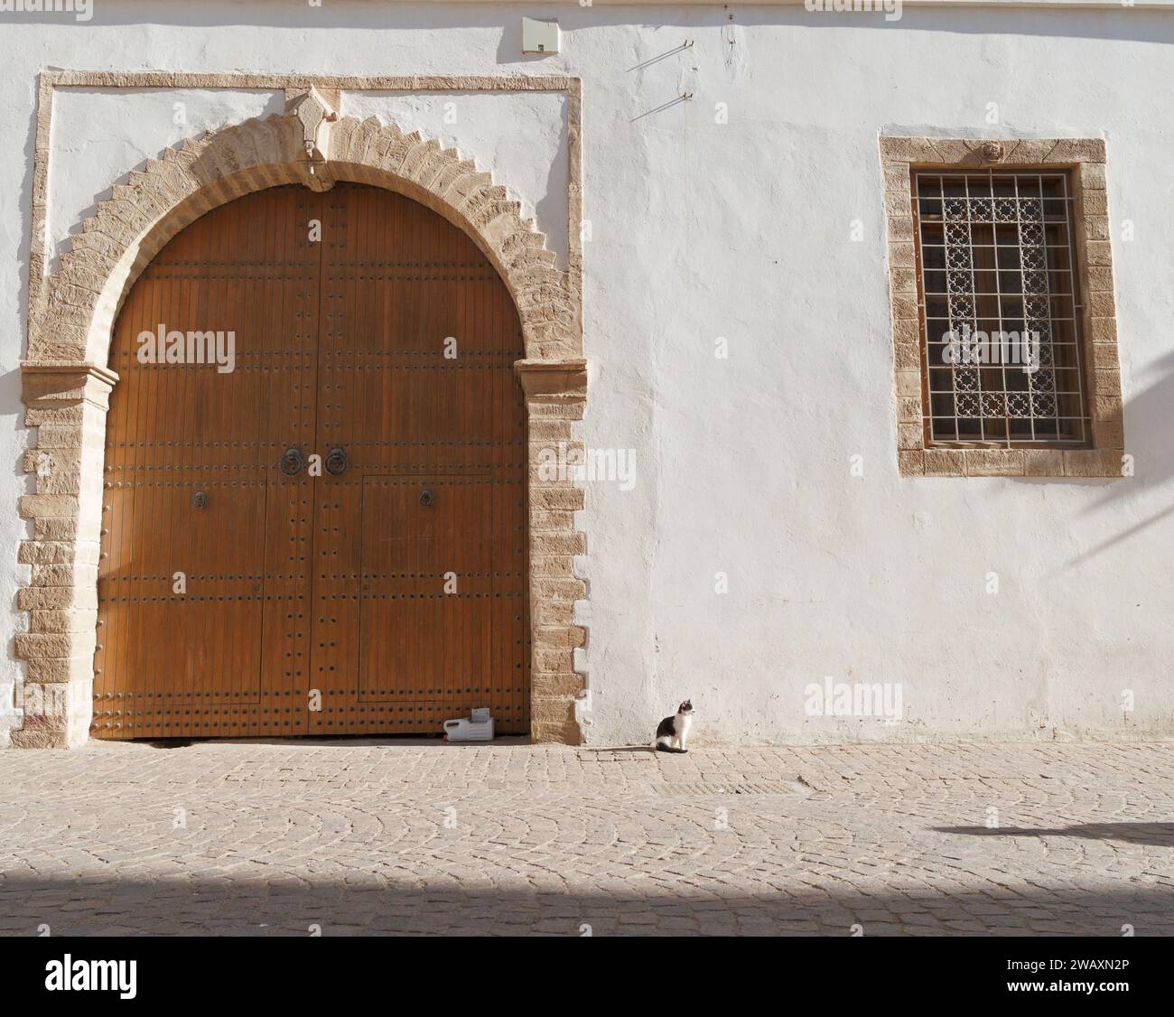 Tiny Cat est assis à côté d'une grande porte d'entrée en bois dans la ville d'Essaouira, au Maroc. 7 janvier 2024 Banque D'Images