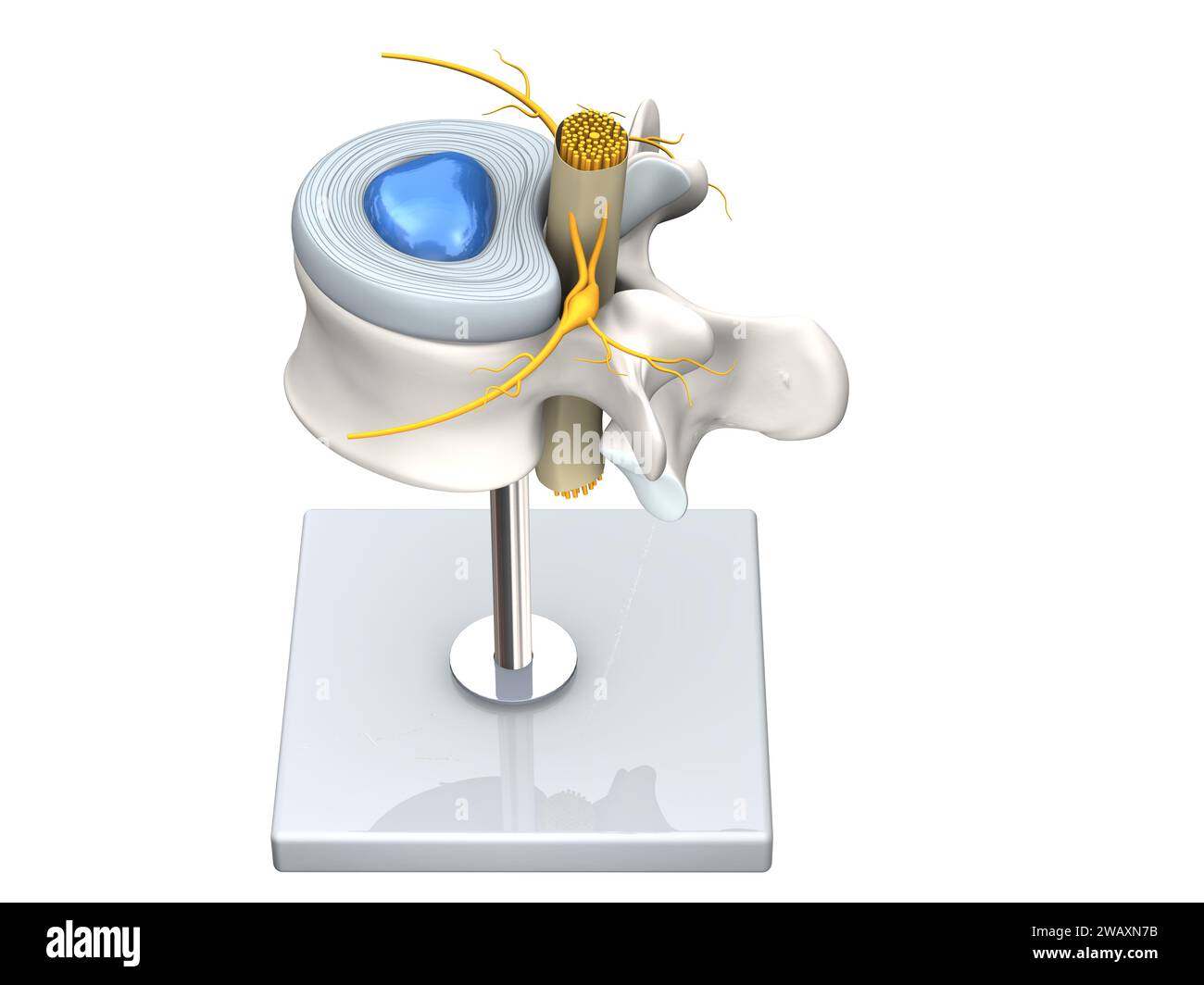 Illustration montrant le modèle d'une vertèbre lombaire saine avec disque et moelle épinière. D Illustration Banque D'Images