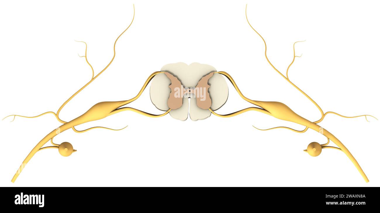 Modèle d'un segment médullaire avec nerfs et vertèbre. Illustration 3D. Banque D'Images