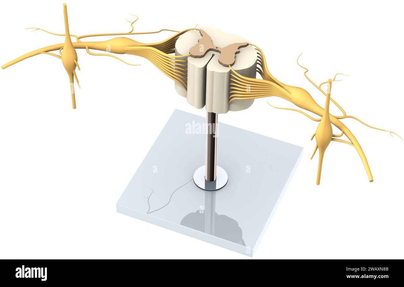 Un modèle d'un segment de la moelle épinière avec nerfs et vertèbre. Illustration 3D. Banque D'Images