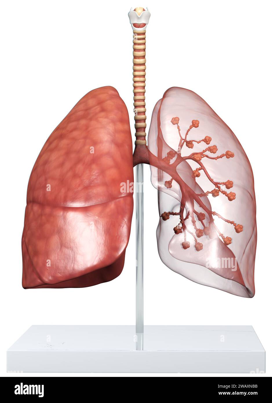 Modèle d'Un poumon humain transparent avec trachée, broncia et alvéoles. Illustration 3D. Banque D'Images