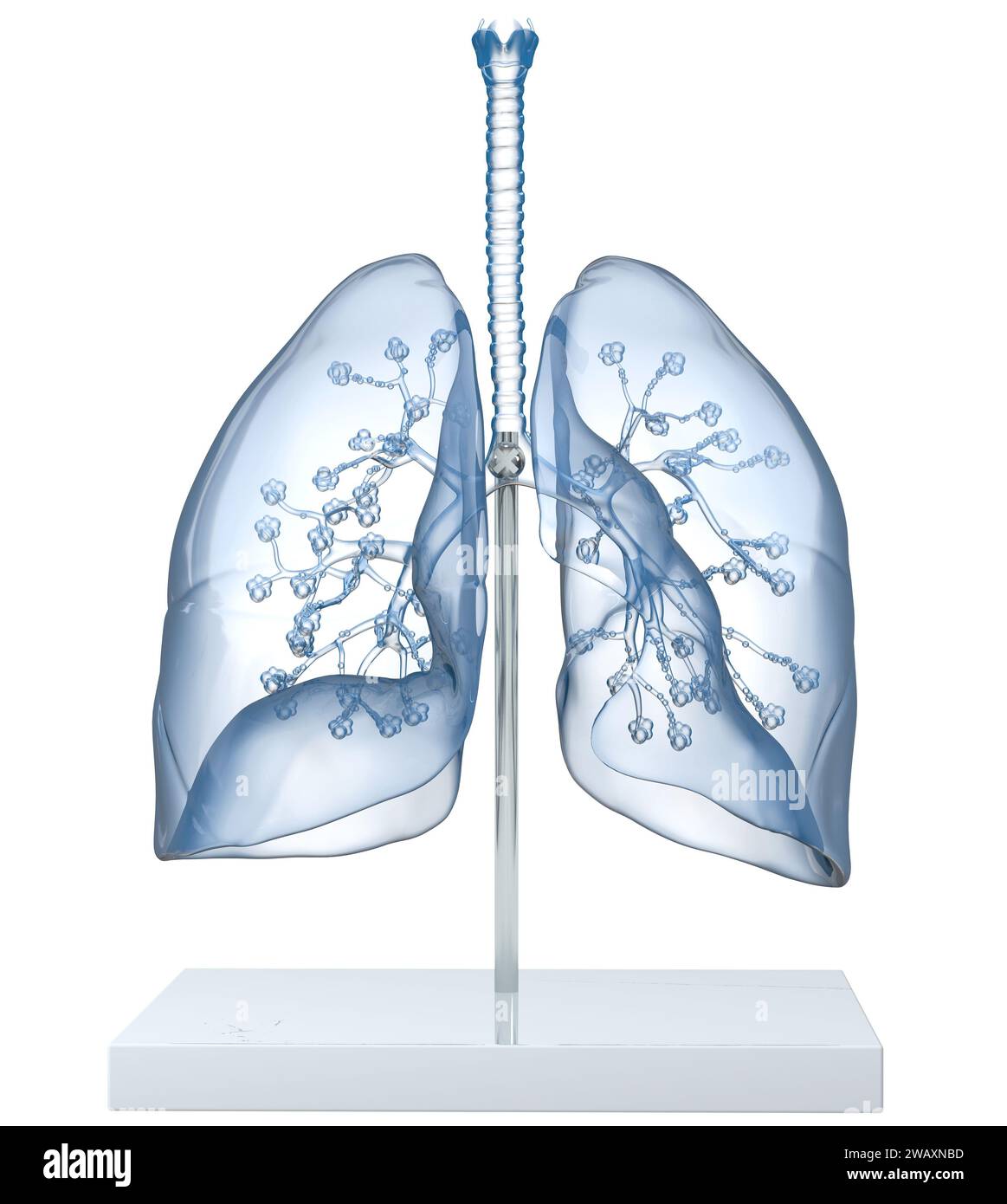 Modèle d'Un poumon humain transparent avec trachée, broncia et alvéoles. Illustration 3D. Banque D'Images