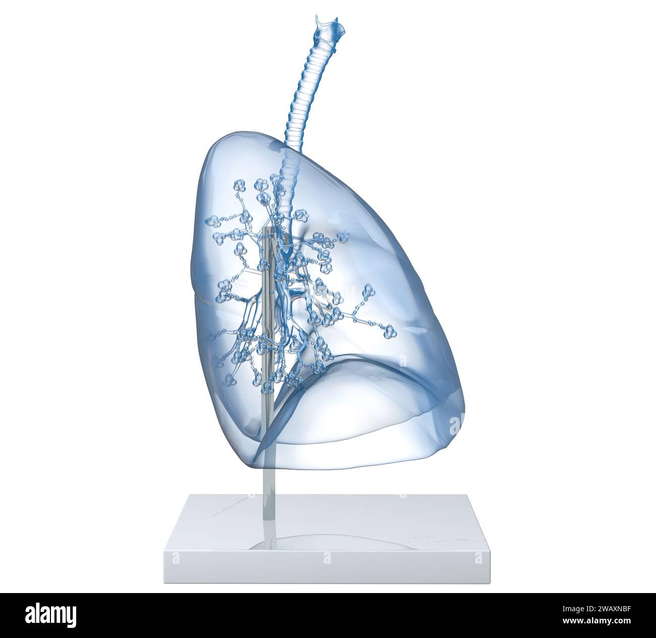 Modèle d'Un poumon humain transparent avec trachée, broncia et alvéoles. Illustration 3D. Banque D'Images