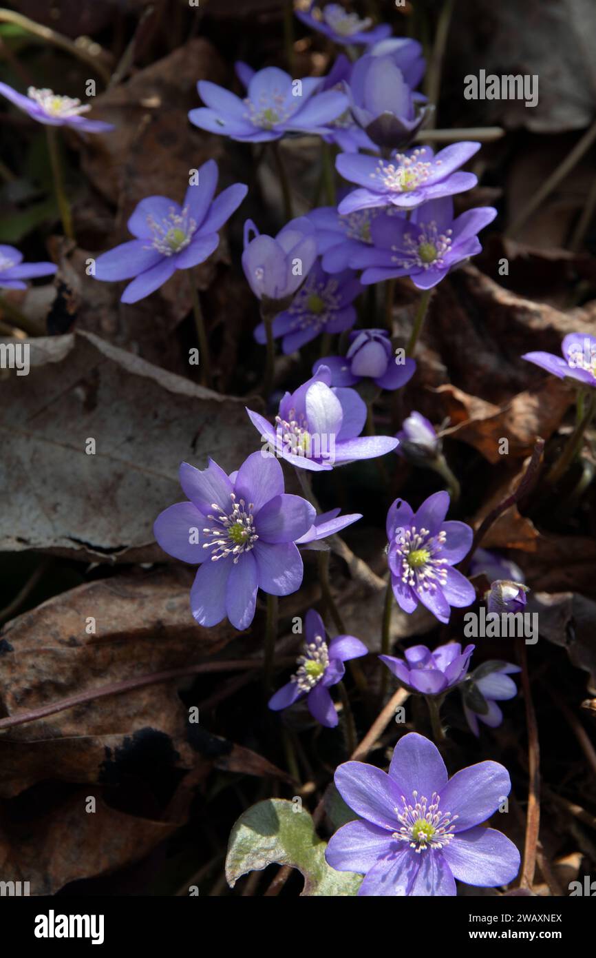 Dans cette scène de forêt intacte, en particulier Liverwort, fleurit librement. La beauté incultivée de la fleur sauvage incarne l'essence du printemps dans Banque D'Images
