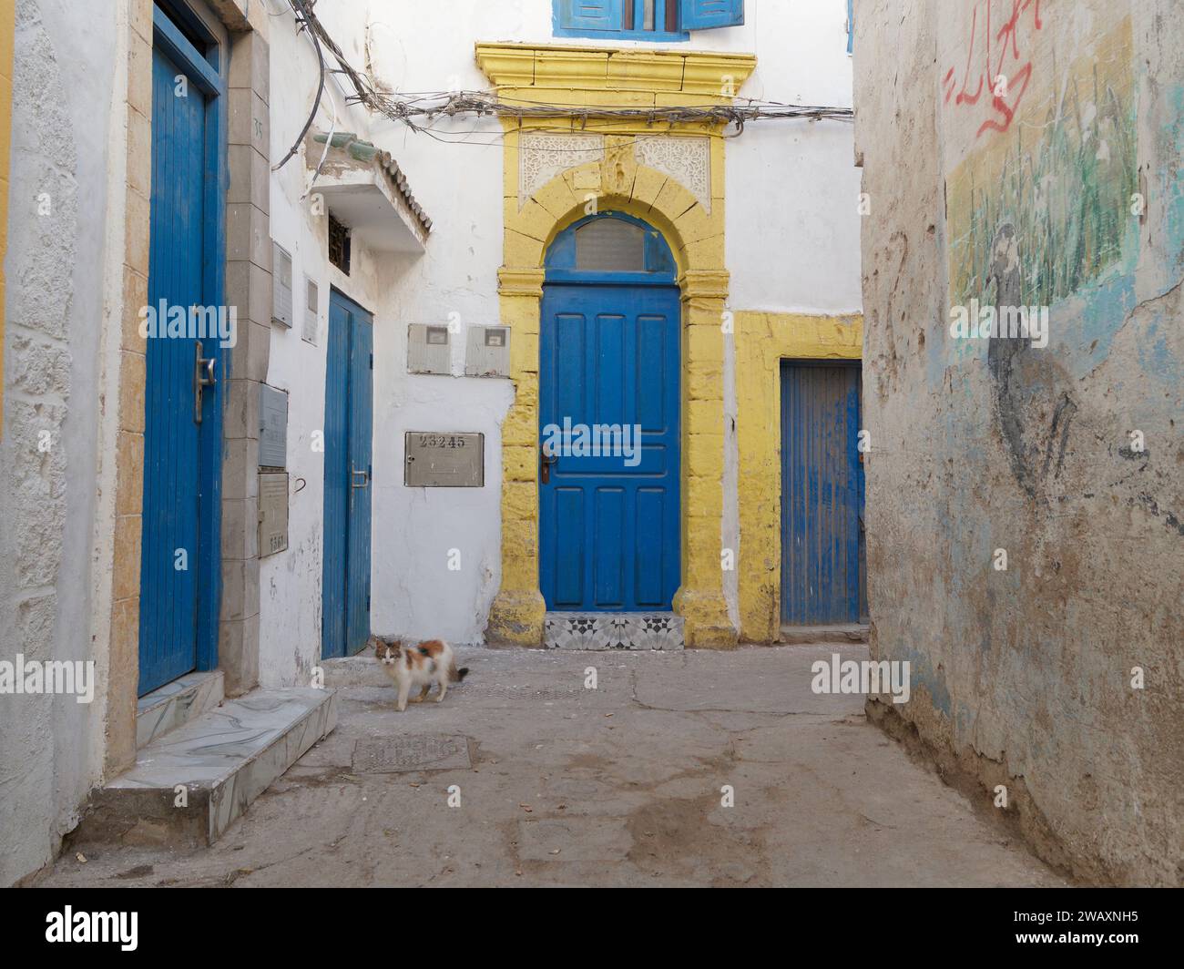 Chat dans une rue colorée aux portes bleues dans la médina historique de la ville d'Essaouira, Maroc. 7 janvier 2024 Banque D'Images