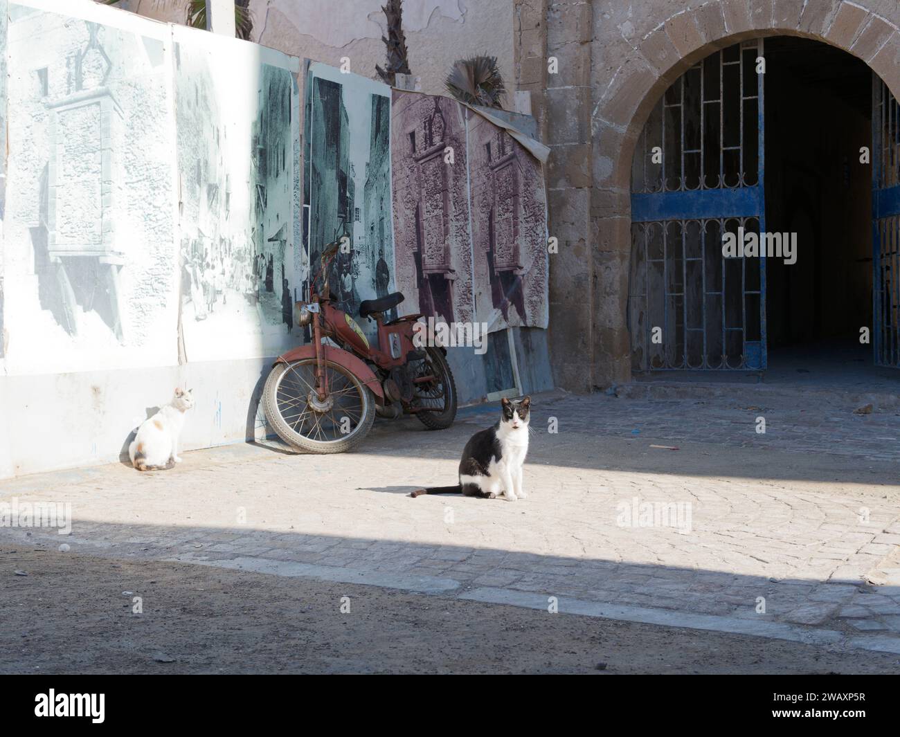 Les chats sont assis en plein soleil à côté d'un portail et d'une vieille moto dans la médina historique de la ville d'Essaouira, au Maroc. 7 janvier 2024 Banque D'Images