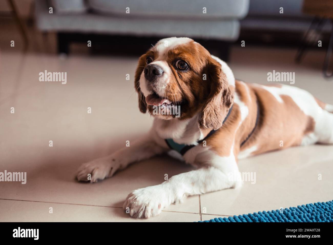 Mignon cavalier roi charles Spaniel chien couché sur le sol Banque D'Images