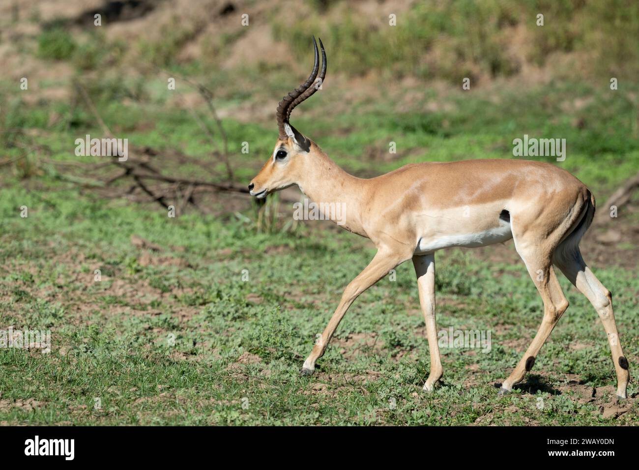 Zambie, Parc national de Luangwa du Sud. Mâle commun Impala aka rooibok (Aepyceros melampus) Banque D'Images