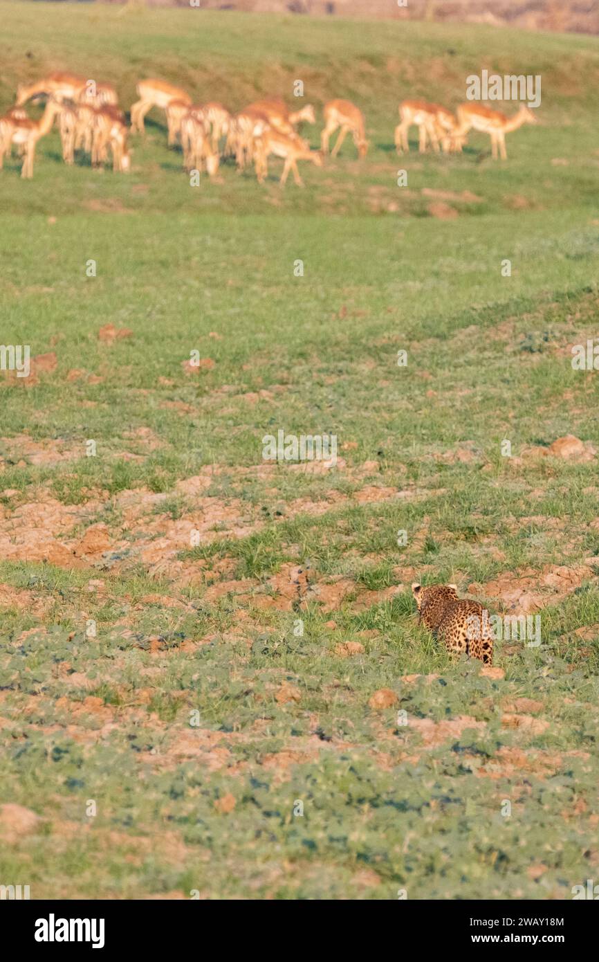 Zambie, Parc national de Luangwa du Sud. Léopard (SAUVAGE : Panthera pardus pardus) traquant un troupeau d'impala. Banque D'Images