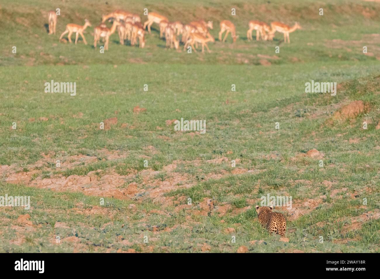 Zambie, Parc national de Luangwa du Sud. Léopard (SAUVAGE : Panthera pardus pardus) traquant un troupeau d'impala. Banque D'Images