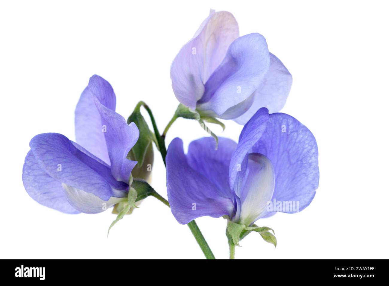 Semblent être Lathyrus Sweet Pea aucun autre détail connu comme cultivé à partir d'un paquet mal étiqueté. Banque D'Images