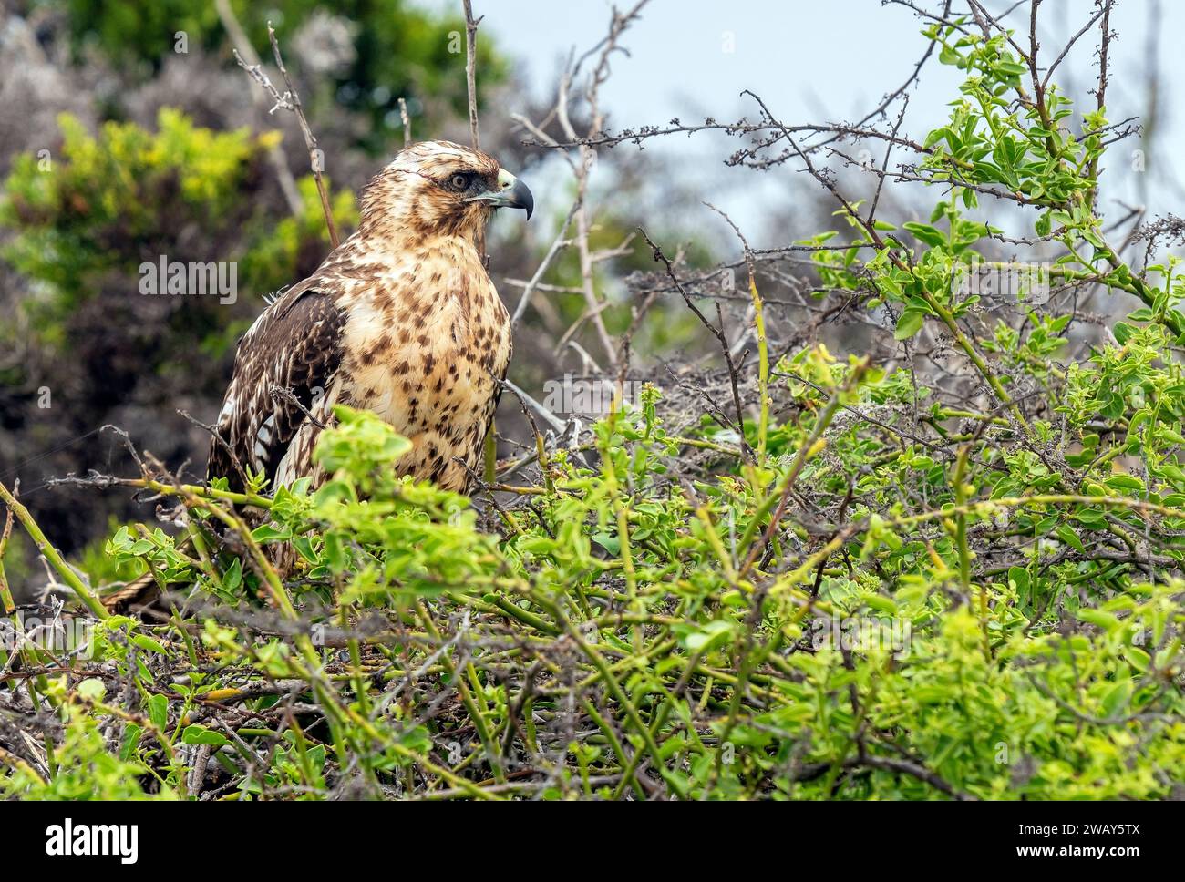 Faucon des Galapagos (Buteo galapagoensis) sur l'île de Santa Fe, parc national des Galapagos, Équateur. Banque D'Images